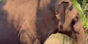After over 40 years between circus and zoo, Sandro the elephant is finally free (and his happiness is contagious)