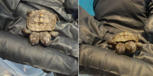 An extremely rare (and tiny) two-headed diamondback turtle found: extraordinary discovery in Massachusetts