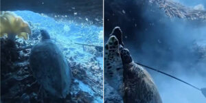 Diving instructor kills and eats a protected turtle in Indonesia (publishing the chilling videos on social media)