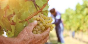 Early harvesting is no longer enough: from agrivoltaic panels to sun cream for grapes, how they protected vineyards from extreme heat