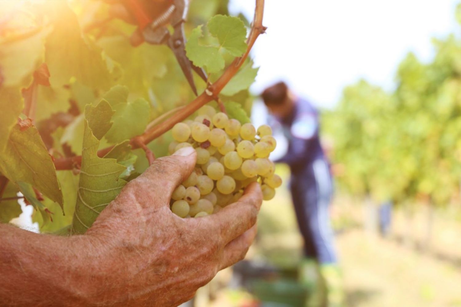 Early harvesting is no longer enough: from agrivoltaic panels to sun cream for grapes, how they protected vineyards from extreme heat