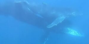 Even whales feel mourning: the heartbreaking video of a mother who watches over her stillborn calf for days