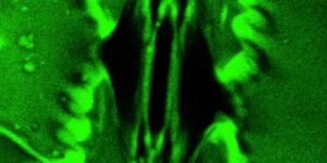 For the first time we can admire how a plant breathes: science has managed to film (and measure) the gas exchange of leaves