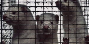From COVID to avian flu: why fur farms worry scientists