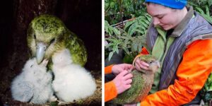 From the brink of extinction to the kākāpō birth boom: the legendary parrot that cannot fly exceeds 320 specimens