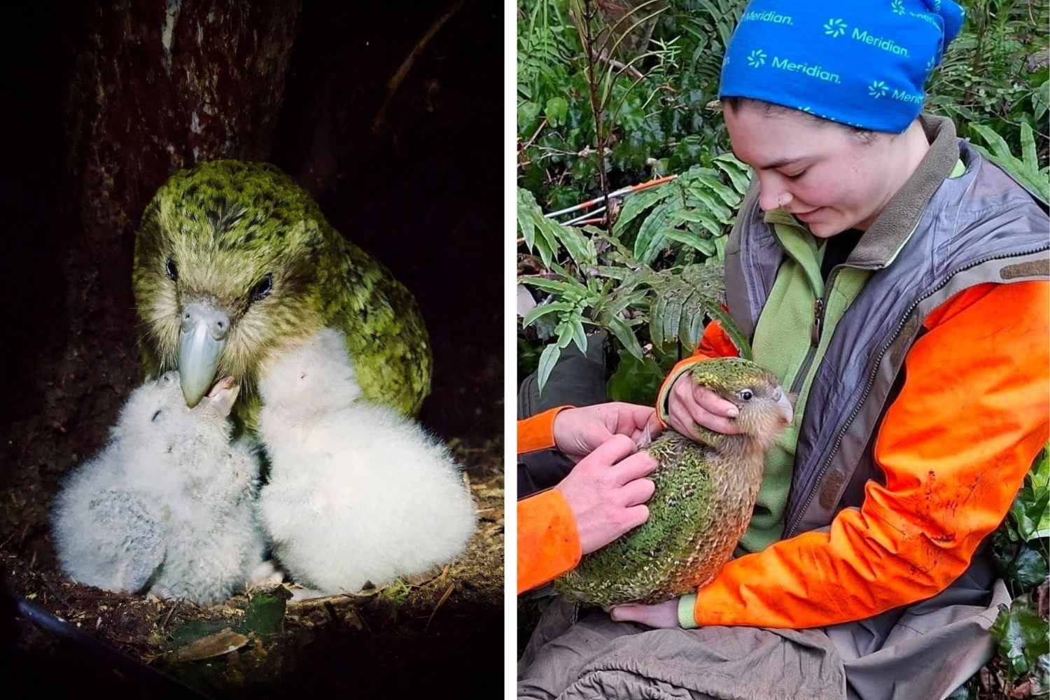 kakapo
