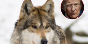 Gray and Mexican wolves in the crosshairs: Trump wants to revoke their protected status (to protect the meat industry)