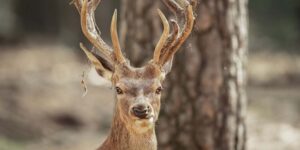 He approaches a deer to take a selfie and the animal charges him: yet another episode of rude tourism in Abruzzo