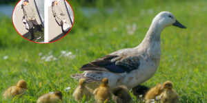 He chases and kills a mother duck and her ducklings by trampling them, horror in Florida: arrest is made (thanks to a witness)