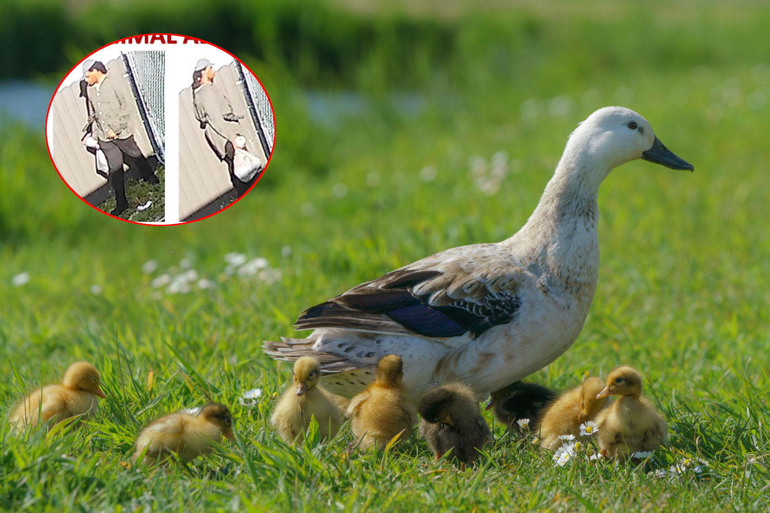 He chases and kills a mother duck and her ducklings by trampling them, horror in Florida: arrest is made (thanks to a witness)