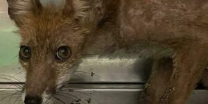 Horror at the Appia Antica Park: kids try to hang a fox cub, saved at the last minute thanks to a runner