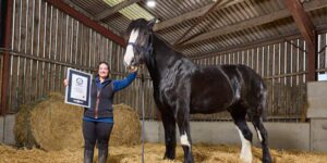Hugo is the tallest living horse in the world: at almost 2 meters tall, he is in the Guinness World Records (but unfortunately he is not free)