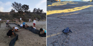 Human chain of volunteers and tourists to save 229 Caretta caretta turtles in Torre Guaceto