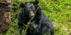 Japan has killed over 14,000 bears in a few months (despite them being vulnerable species): “too many aggressions”