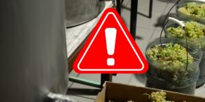 Killer fumes, mother and son found dead in the garage in the Palermo area: why grape must can become lethal