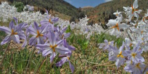 Life has exploded in the driest desert in the world: the Atacama transforms into a sea of ​​flowers after the rains (and El Niño has something to do with it)
