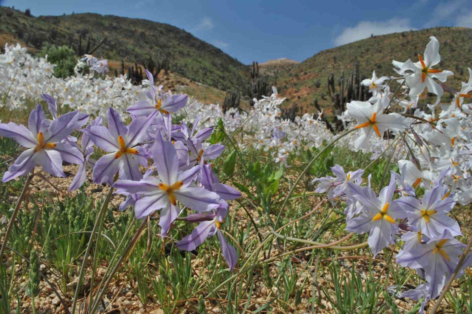 atacama fiori