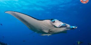 Manta rays risk disappearing: what can we do to save the giants of the sea