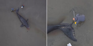 Mysterious death of whales on the coasts of Argentina, it is a massacre of puppies: what is happening?