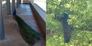 Not just Punta Marina: peacocks have become the mascot of this Emilian village (and even cross on the stripes)
