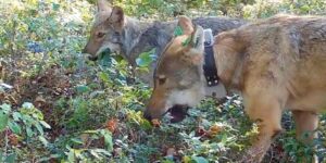 Nothing but to be demolished! Wolves help blueberry plants germinate earlier and spread (contributing to biodiversity)