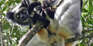 Only this species of lemur sings and uses the same vocal makeup as a trained soprano