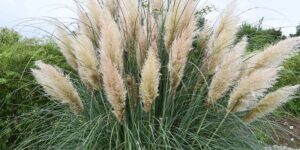 Pampas grass: why cut the plumes now, before it’s too late
