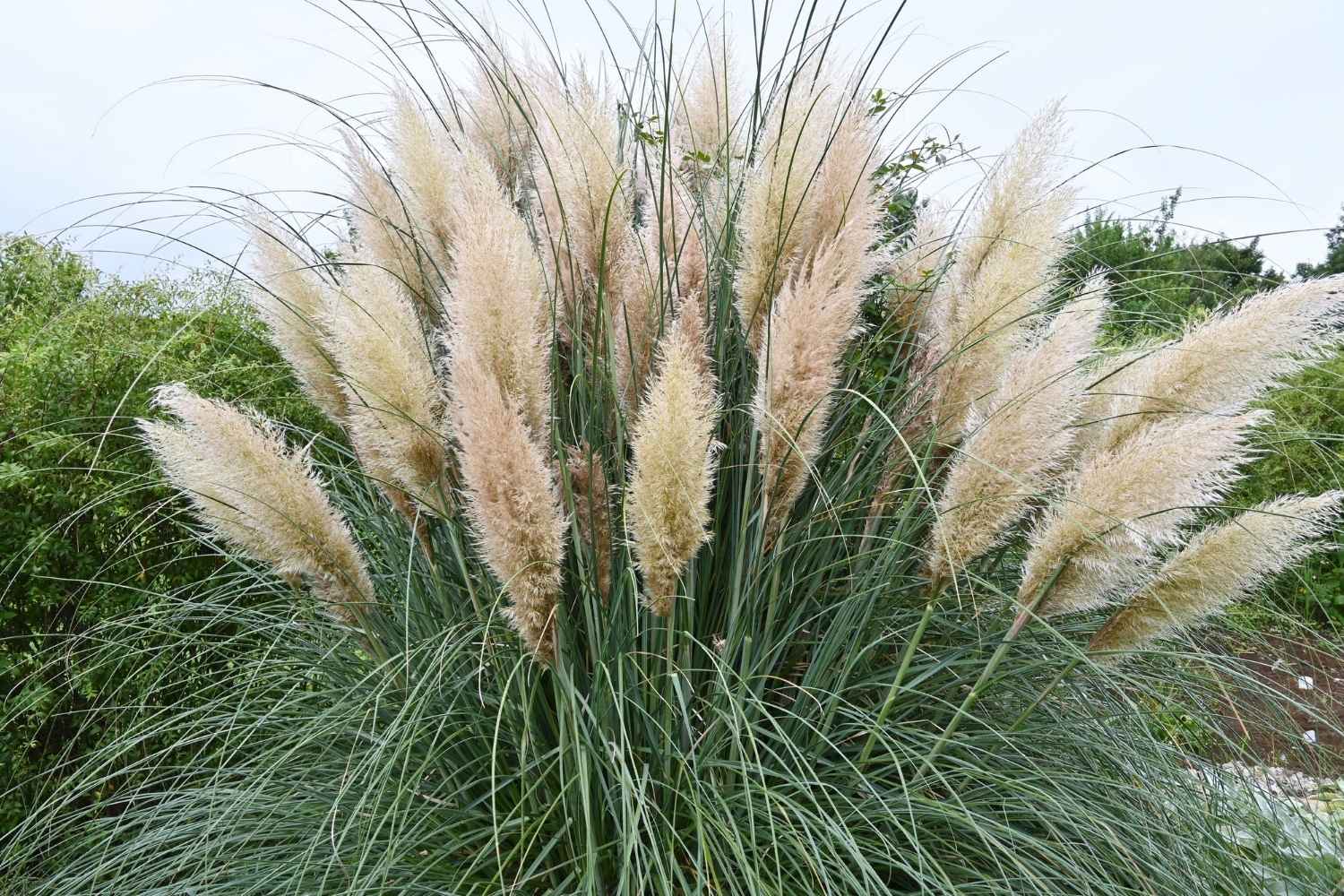 erba della pampa