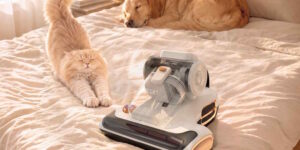 Pet-friendly home: how to keep mattresses and sofas clean without giving up cuddles