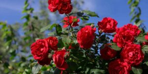 Protect your roses from fungal diseases with this simple, age-old gardening task you can do now
