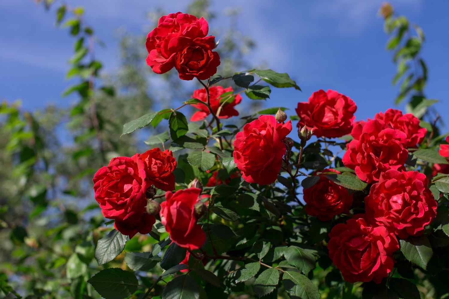 rose