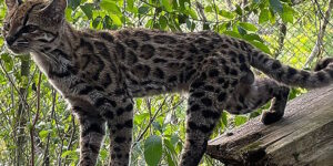 Scientists have discovered a new wild cat that hasn’t happened in over 100 years (but it’s already on the verge of extinction)