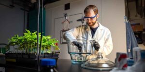 Scientists have made this lettuce produce a meat protein that could revolutionize veggie burgers