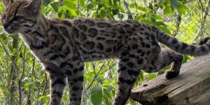 Surprise! After 100 years a new feline discovered in Bolivia: it is the tiger cat Tylcaio