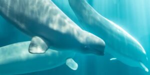 The Marineland tragedy has no end: four belugas have already died after being transferred from the Canadian marine park