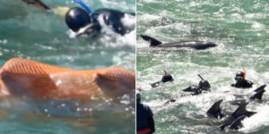 The cruel hunt for dolphins in Taiji Bay has begun: the waters of Japan are once again stained with blood