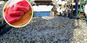 The dark side of farmed bluefin tuna (which won’t reveal any labels to you)