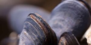 The excessively warm sea is causing an unprecedented death of mussels in farms