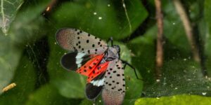 The feared spotted lanternfly has arrived in Europe: alarm over the alien insect capable of devastating vineyards and fruit trees