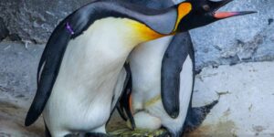 The first king penguin egg laid in 17 years at Edinburgh Zoo (but it will be born in captivity)