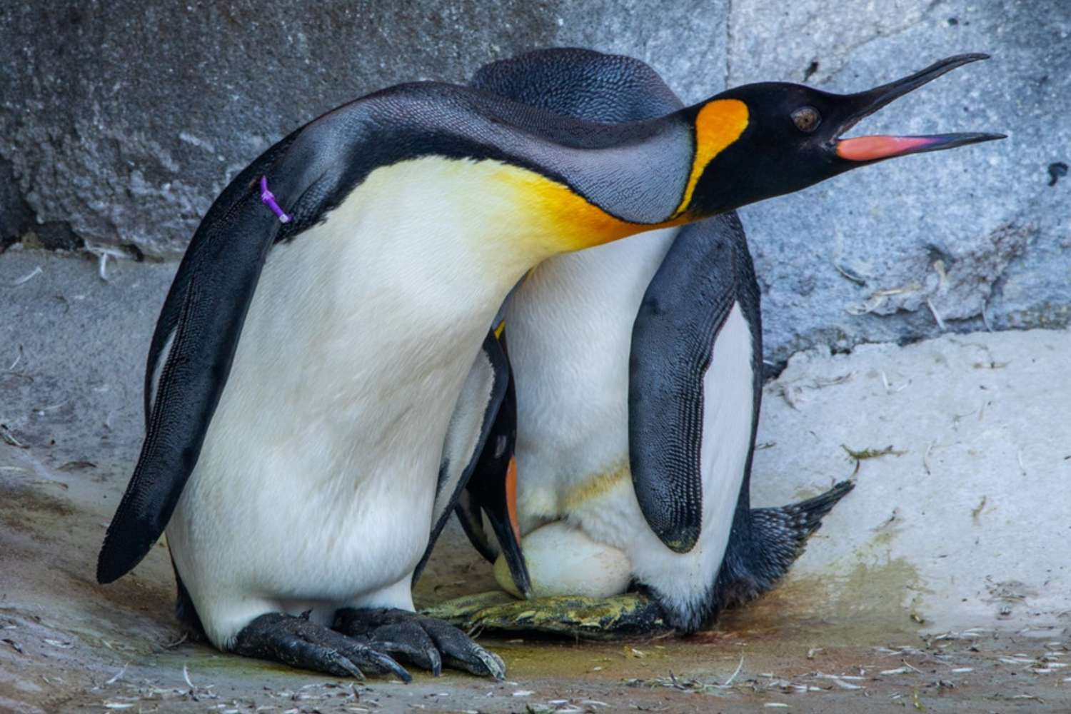 Pinguini zoo Edimburgo