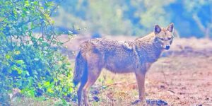 The golden jackal spotted for the first time in the Ticino Park: “no danger for livestock, it is the scavenger of the woods”