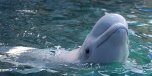 The maxi transfer of the Marineland cetaceans has been completed: their captivity will continue in other aquariums and dolphinariums