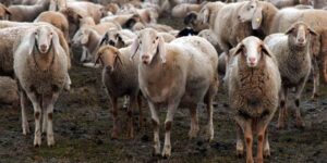 “The microchip in the stomachs of sheep and goats is killing the animals”: ​​the protest of Venetian farmers against ruminal bolus