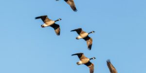 The sky is losing its wings: 45% of migratory birds are in decline (and Eurasia sees the first bird extinction in centuries)