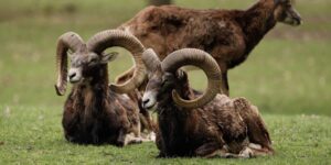 The slaughter begins in Trentino: green light for mouflon hunting, thousands of deer, chamois and roe deer can also be killed