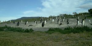 The spectacular landing of a colony of Gentoo penguins on this island in Tierra del Fuego continues to surprise