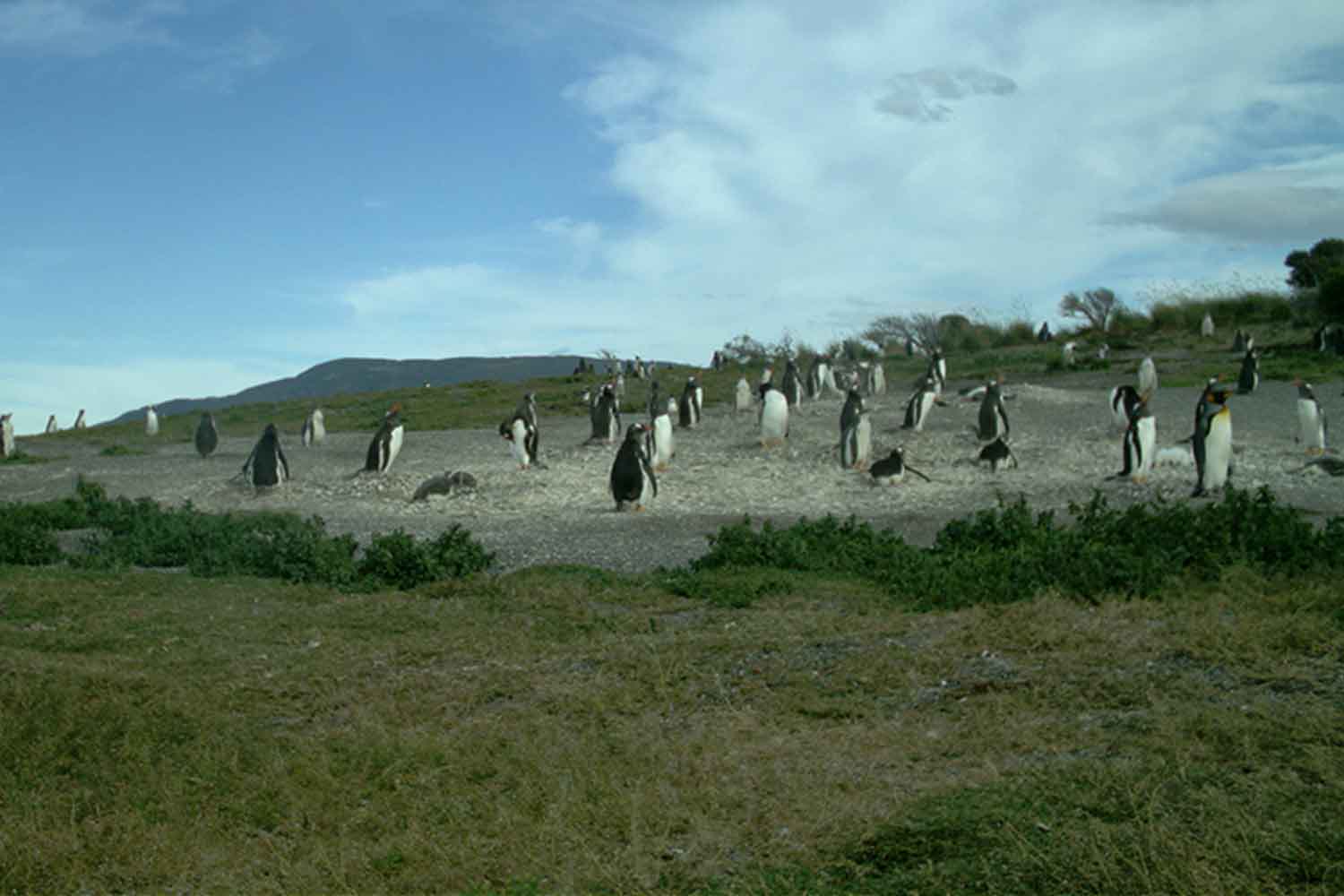 pinguini in Patagonia