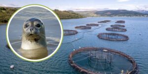 The “war” hidden behind salmon farms: over 150 thousand explosives used to drive away seals in Tasmania