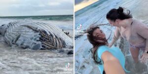 The whale is dead, but the beach fills up: everyone wants a selfie with the carcass